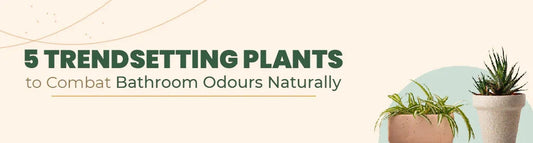 Freshen Up: 5 Trendsetting Plants to Combat Bathroom Odours Naturally